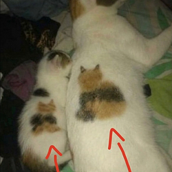 Cat On Cat / SOL