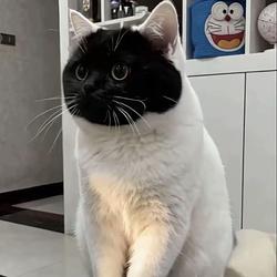 😾