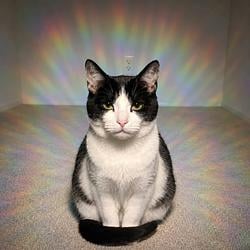 AuraCat / SOL