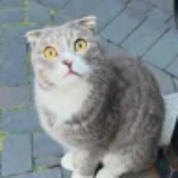 CBWCAT