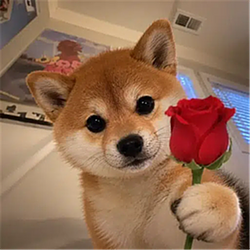 INU2
