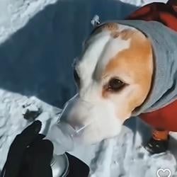 Adog / USDC