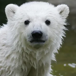 KNUT