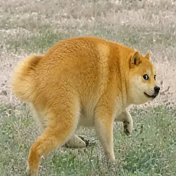 Dogethy / SOL