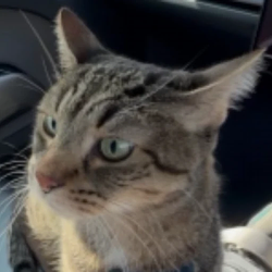 CYBERCAT