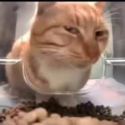 $SUSCAT