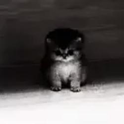AURACAT / SOL