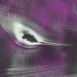 HUMMINGBIRD / SOL