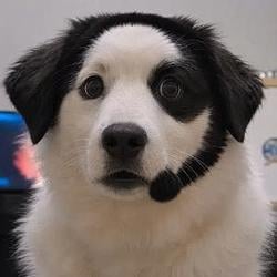 CALLDOG / BNB