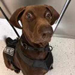 Bolt