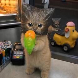 GANGACAT