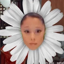 Petal / SOL