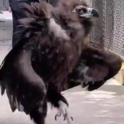 Vulture