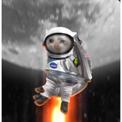 moon cat