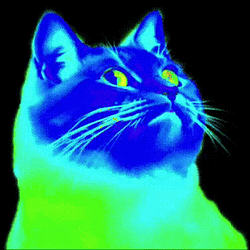 catink