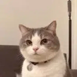 Potato