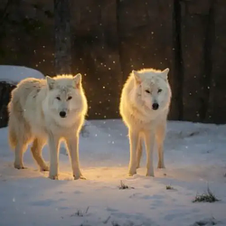 Wolves