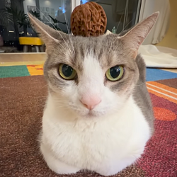 Lulu