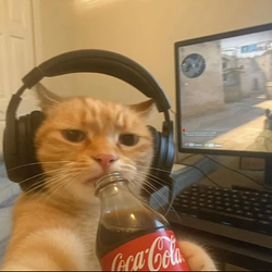 coolcat