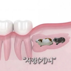 사랑기니