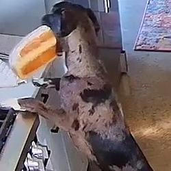 BREADDOG