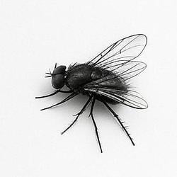 FLY / SOL