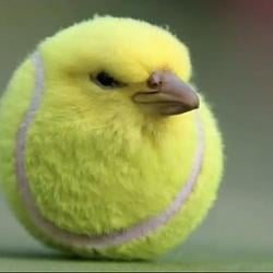 GOLFBIRD