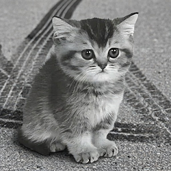 gkitten