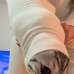 CatZooka