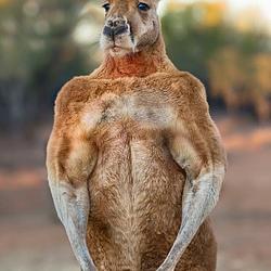 KANGA logo