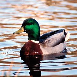 DUCK