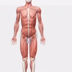 Human Atlas