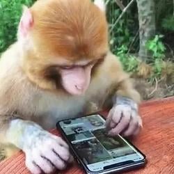 APEONPHONE