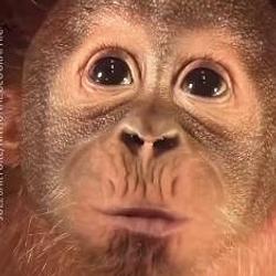 UTAN