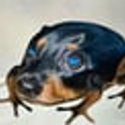 DOAD