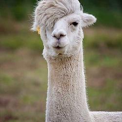 LLAMA