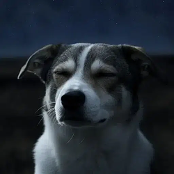 DOG / SOL