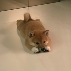 Inu
