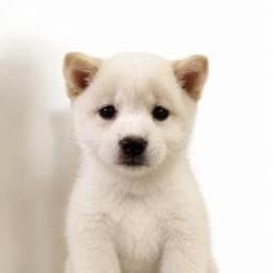 pup