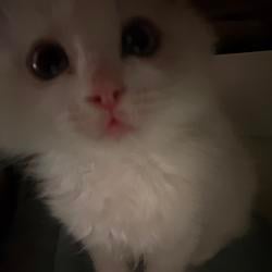 astracat