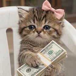 mpbcat
