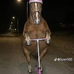 $HORSE