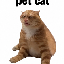 PETCAT / SOL