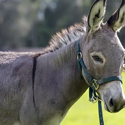 Anti Data Center Donkey