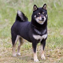 Niginu