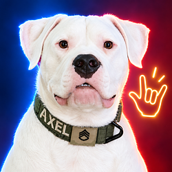 AXEL