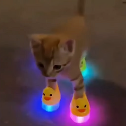 DUCKIES / SOL
