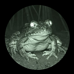 FRONG / WETH