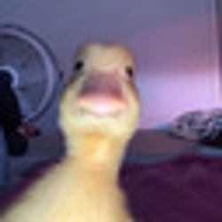 HAROLD