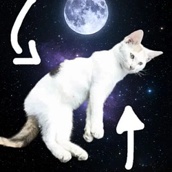 mooncat / SOL